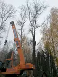 Удаление и кронирование деревьев